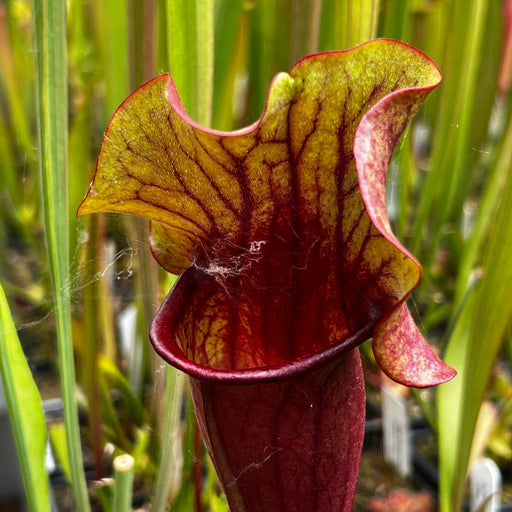 Sarracenia 'True Blood'