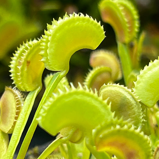 Dionaea muscipula 'Dentate'