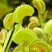 Dionaea muscipula 'Dentate'