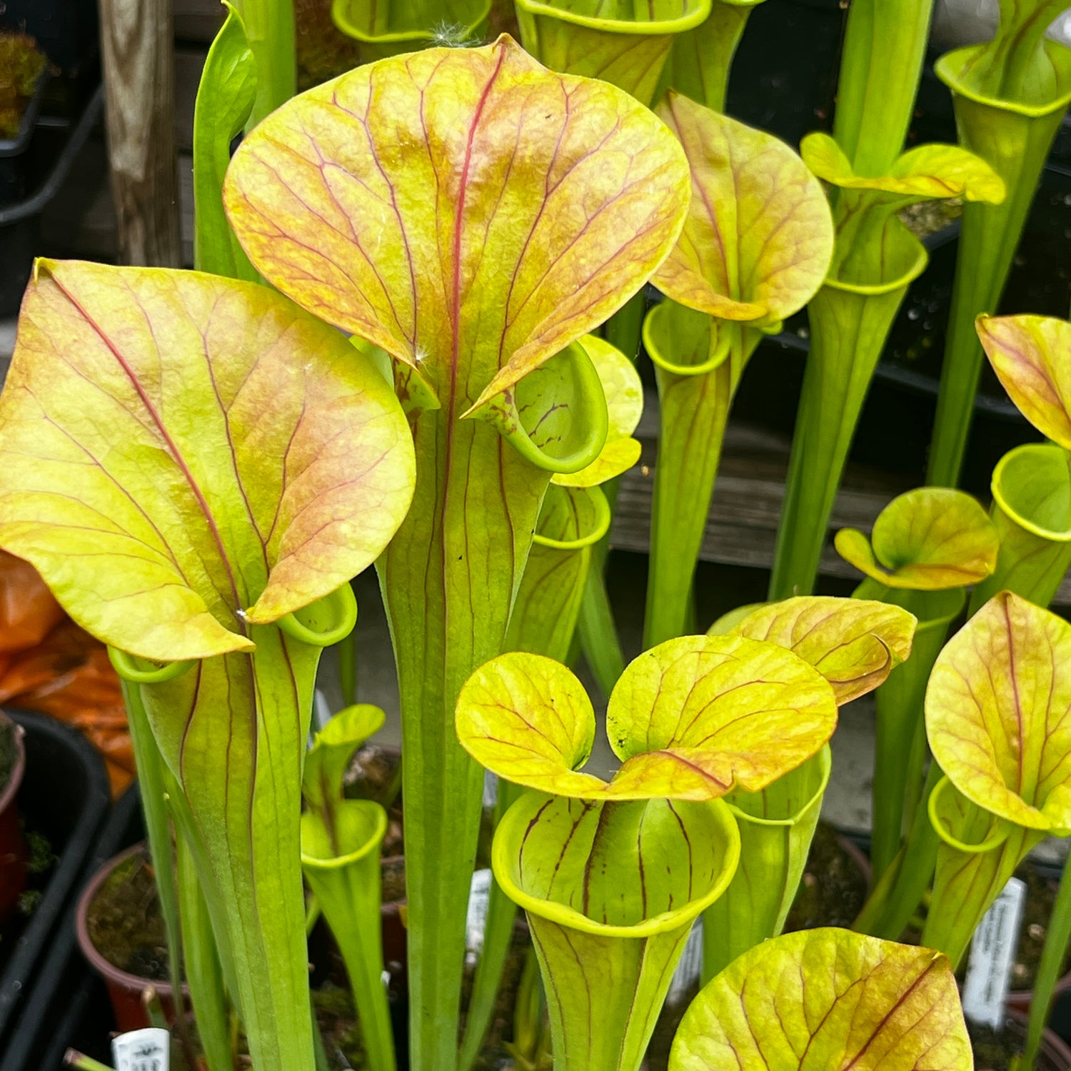 Sarracenia flava var. cuprea (North Carolina)