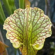 Sarracenia 'Leelous'