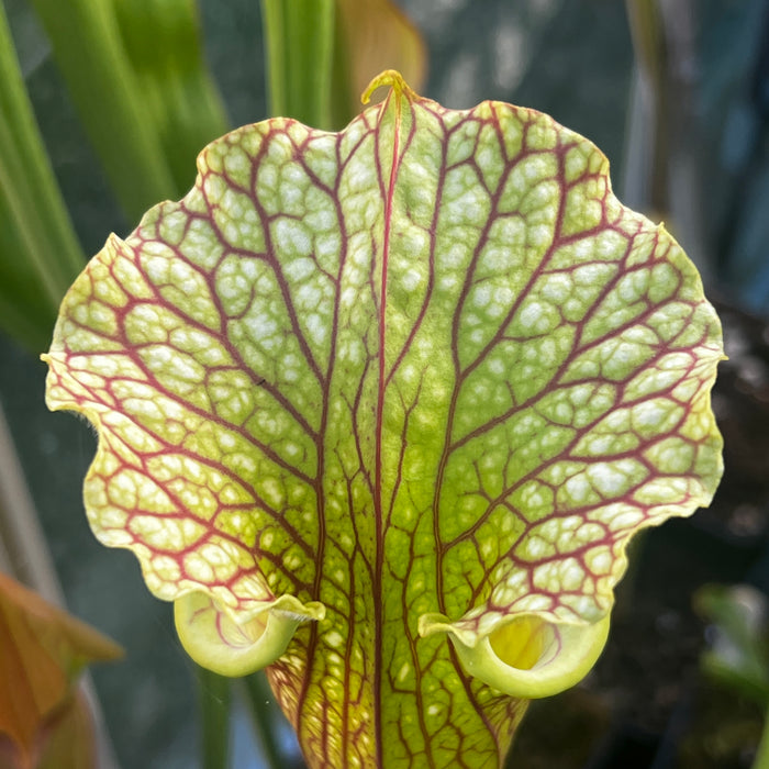 Sarracenia 'Leelous'