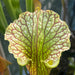 Sarracenia 'Leelous'