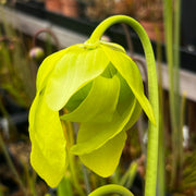 Sarracenia flava James Wong