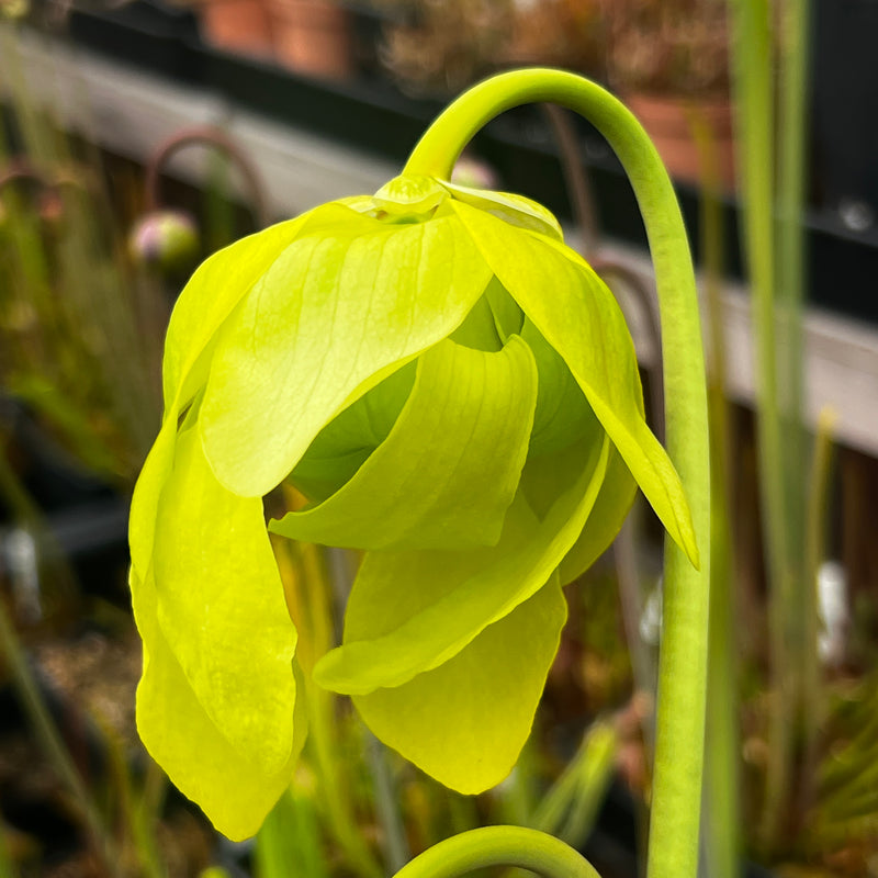 Sarracenia flava James Wong