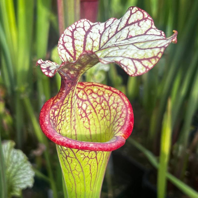 Sarracenia × moorei 'Esme Cowlard'