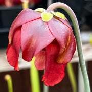 Sarracenia leucophylla var. alba 'Hurricane Creek White' - Mike Wang Clone A (Baldwin County, Alabama) MW-L9
