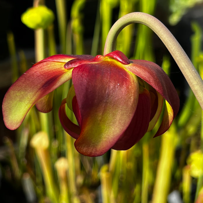 Sarracenia 'Troll'