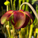 Sarracenia 'Troll'