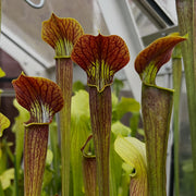 Sarracenia alata var. rubrioperculata (Interstate 16/12, Desoto, Stone County, Mississippi)