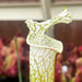 Sarracenia leucophylla var. alba 'Hurricane Creek White' - Clone F (Baldwin County, Alabama) MK-L145F