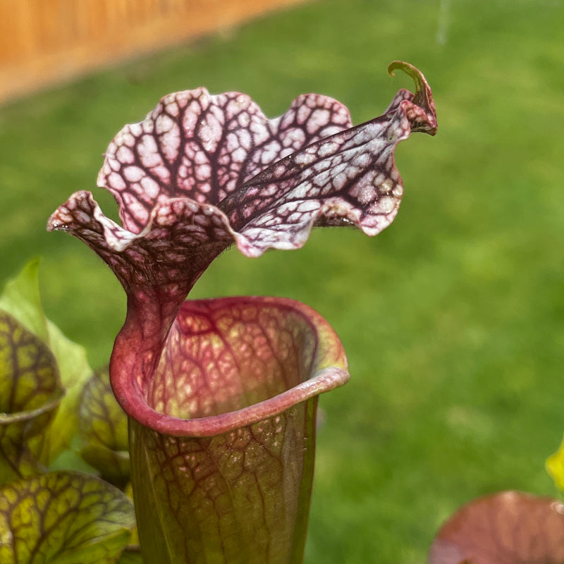 Sarracenia 'Leelous'