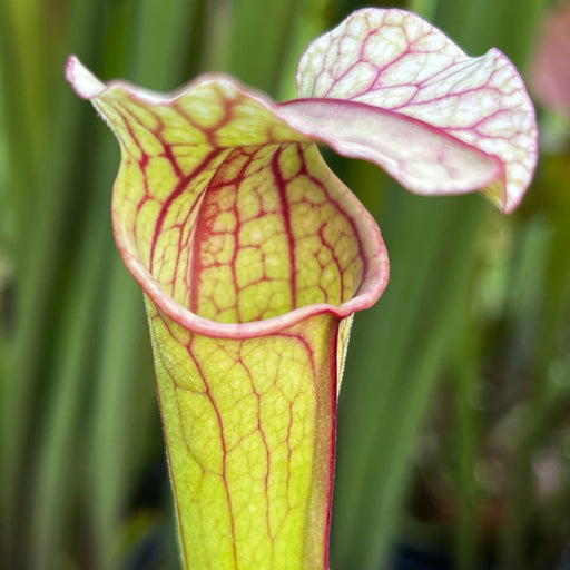 Sarracenia × ahlesii 'Complexion'