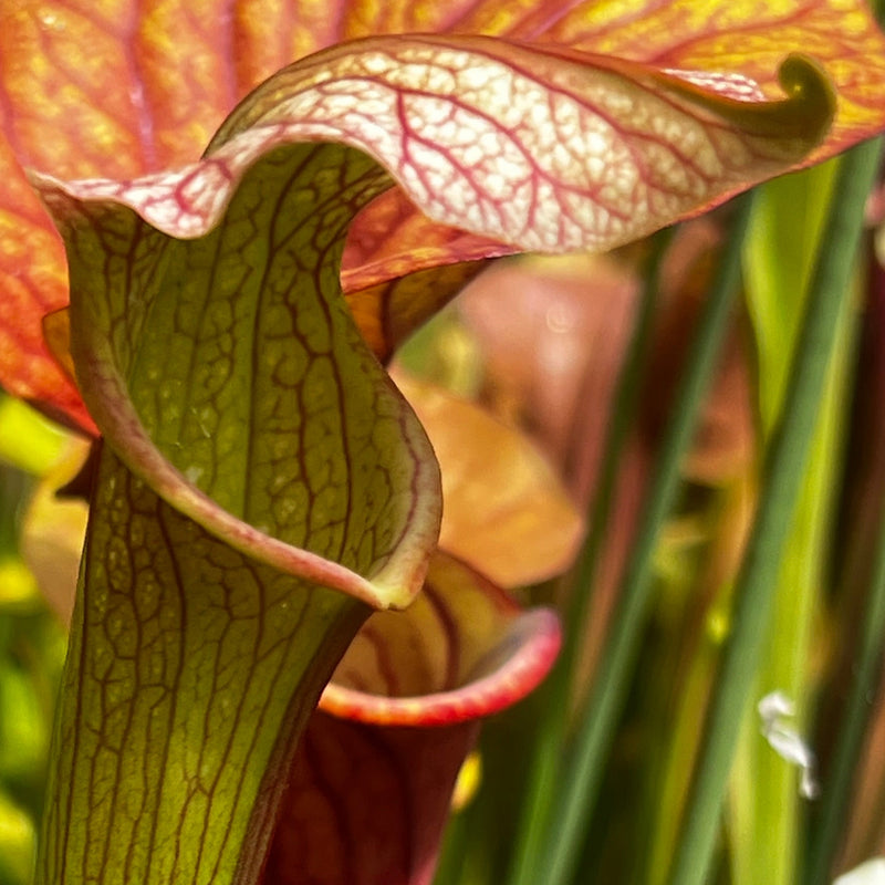 Sarracenia 'Wizard's Sleeve'
