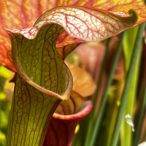 Sarracenia 'Wizard's Sleeve'