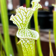 Sarracenia leucophylla var. alba 'Hurricane Creek White'  (Baldwin County, Alabama) MK-L58B