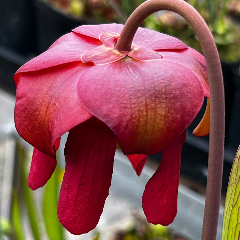 Sarracenia 'Constance Healy'
