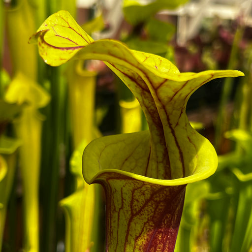 Sarracenia flava var. rubricorpora (Apalachicola National Forest, Florida) IP-F13