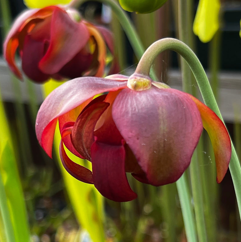 Sarracenia leucophylla var. leucophylla (Gas Station Site, Perdido, Alabama)