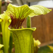 Sarracenia × moorei 'Joker'
