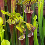 Sarracenia flava var. rubricorpora - Selfed MK (Sumatra, FL)

