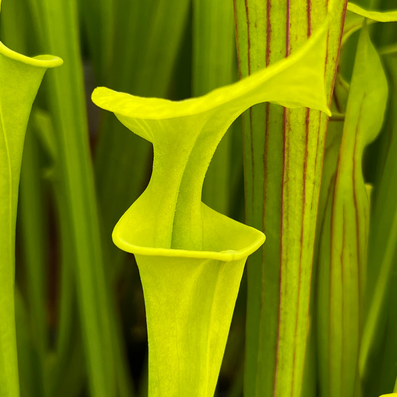 Sarracenia flava f. viridescens (Shallotte, Brunswick County, North Carolina)