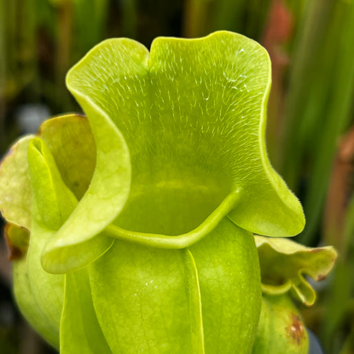 Sarracenia purpurea subsp. venosa var. burkii f. luteola