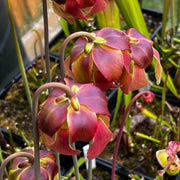 Sarracenia 'Tygo'