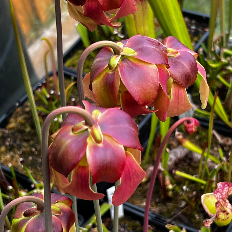 Sarracenia 'Tygo'