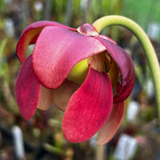Sarracenia 'Dutch Thick Lip' Clone A