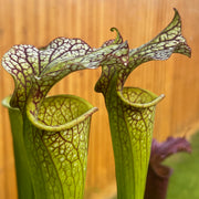 Sarracenia × moorei - Red, Very Large IP-X95