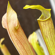 Sarracenia alata var. alata - Pubescent Form (Perdido, Alabama)