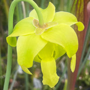 Sarracenia × moorei 'Joker'