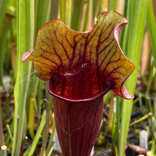 Sarracenia 'True Blood'