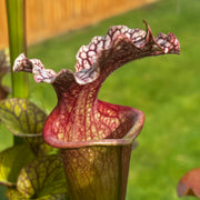 Sarracenia 'Leelous'