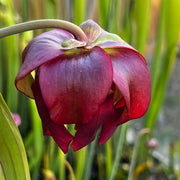 Sarracenia × moorei 'Santa Rosa Big Mouth' (Santa Rosa County, Florida)