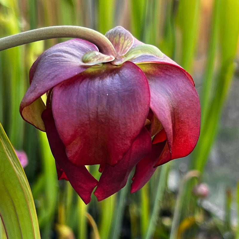Sarracenia × moorei 'Santa Rosa Big Mouth' (Santa Rosa County, Florida)