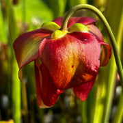 Sarracenia × moorei 'Monster'