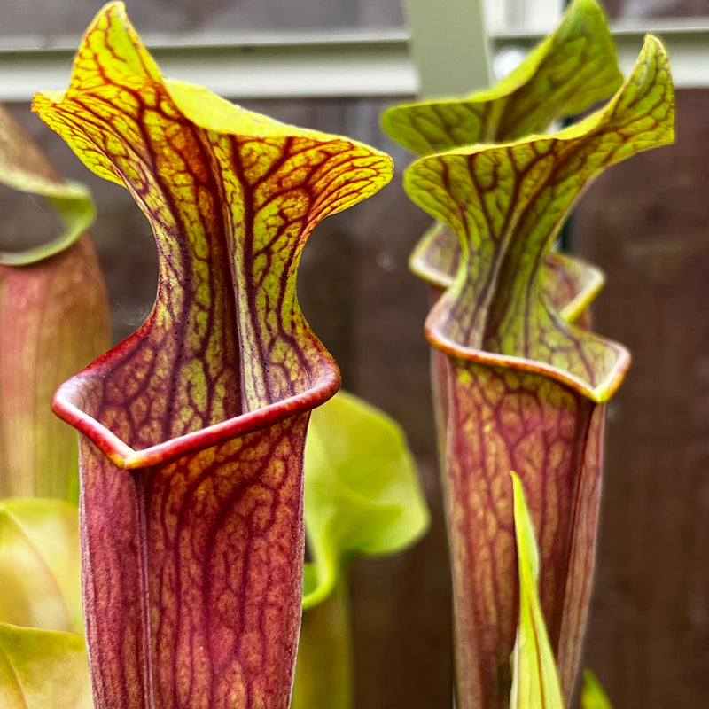 Sarracenia × soperi 'Roy Cheek'