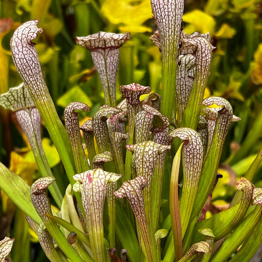 Sarracenia Ladies In Waiting X Hummers Hammerhead Cl. 2