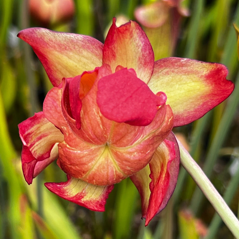 Sarracenia leucophylla var. alba 'Hurricane Creek White'  (Baldwin County, Alabama) MK-L58B