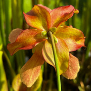 Sarracenia 'Veiny Thing'