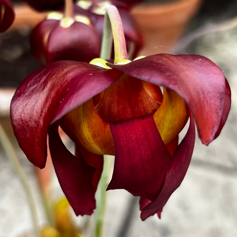 Sarracenia 'Dixie Lace'