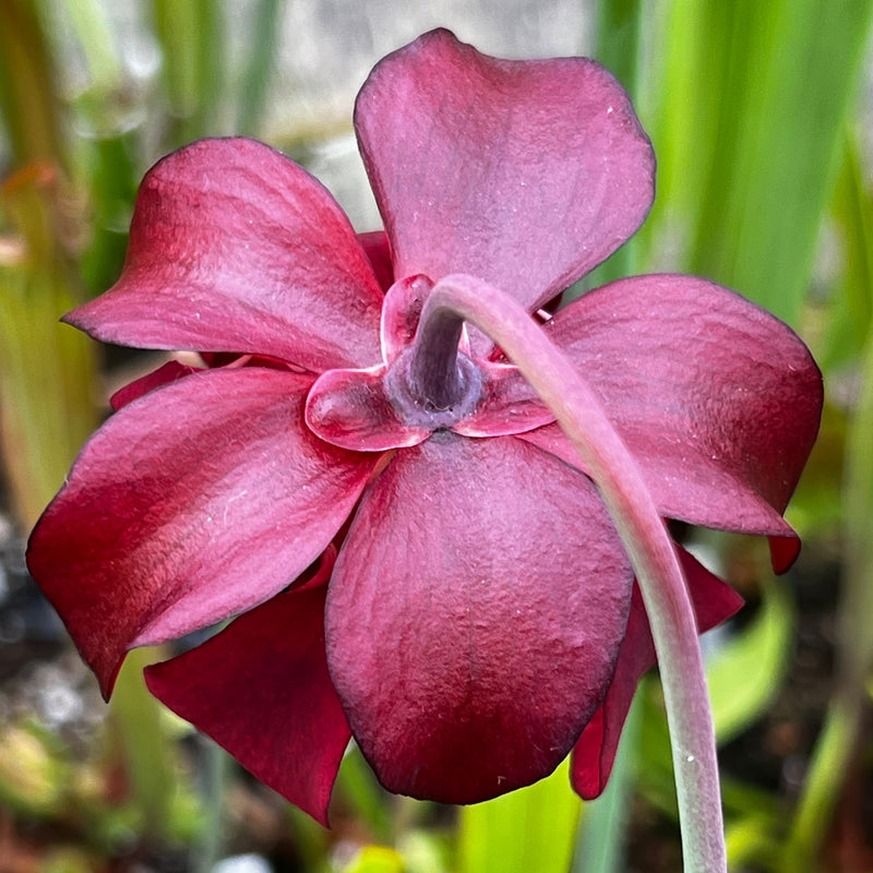 Sarracenia 'Ritchie Bell'