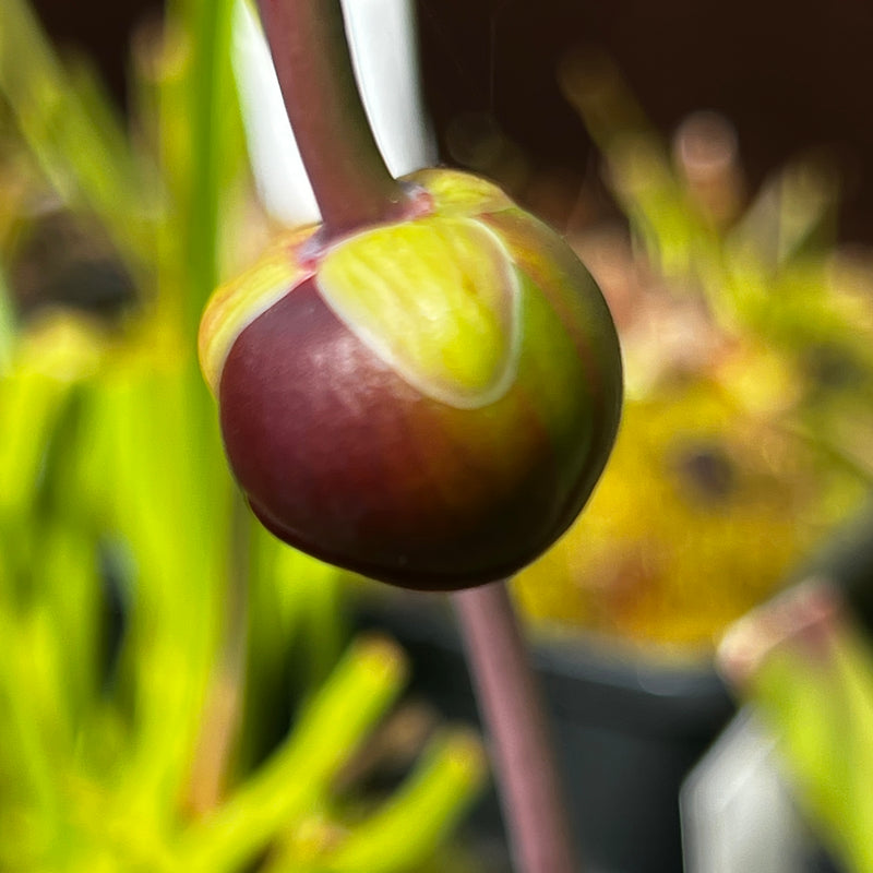 Sarracenia leucophylla - Green & White (Milton County, Florida) MS-SL127
