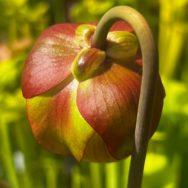 Sarracenia × moorei 'Wilkerson's White Knight'