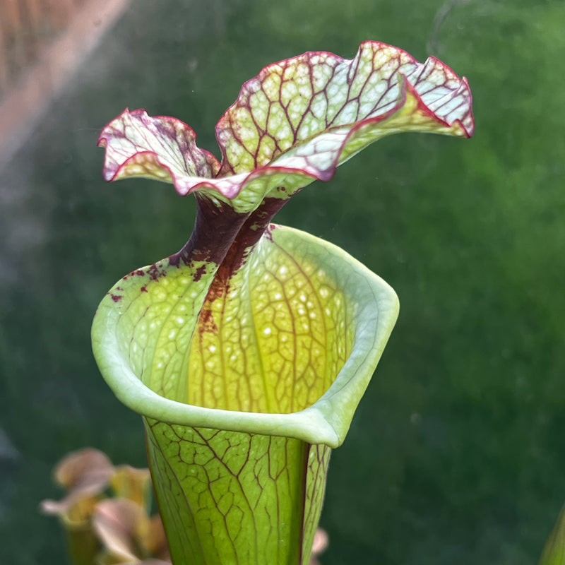 Sarracenia × moorei 'Leah Wilkerson'