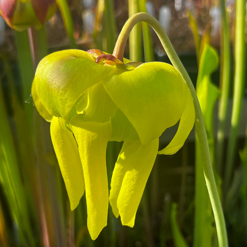 Sarracenia flava var. cuprea IS-FC01