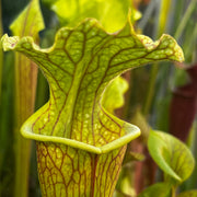 Sarracenia 'Leelous'