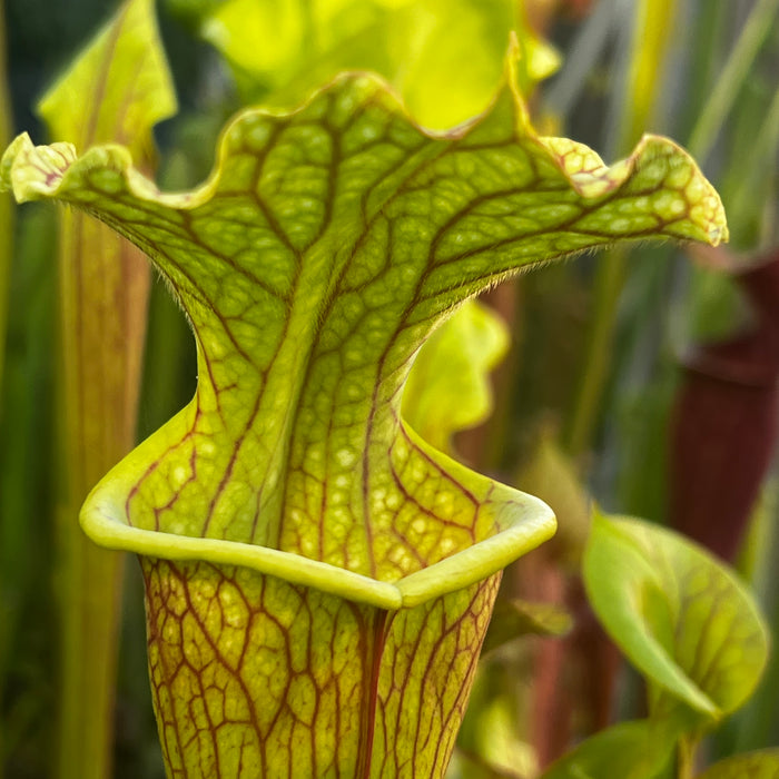 Sarracenia 'Leelous'